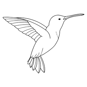 Kolibri